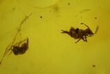 Two Fossil Springtails (Collembola) In Baltic Amber #139046-1